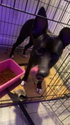 Lost Female Dog last seen Near magnolia ave, Ormond Beach, FL 32174