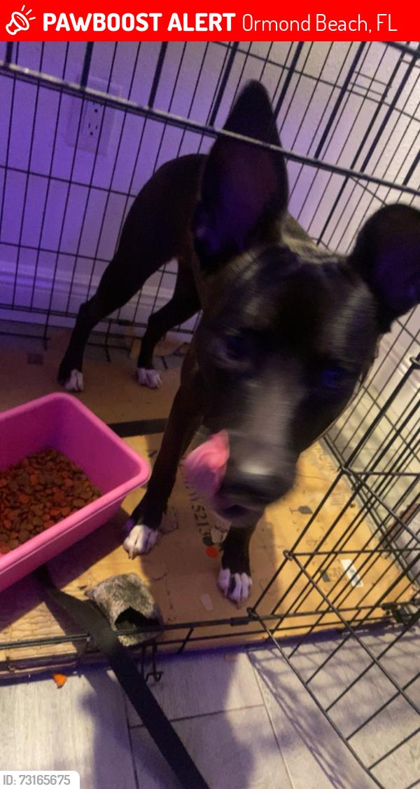 Lost Female Dog last seen Near magnolia ave, Ormond Beach, FL 32174