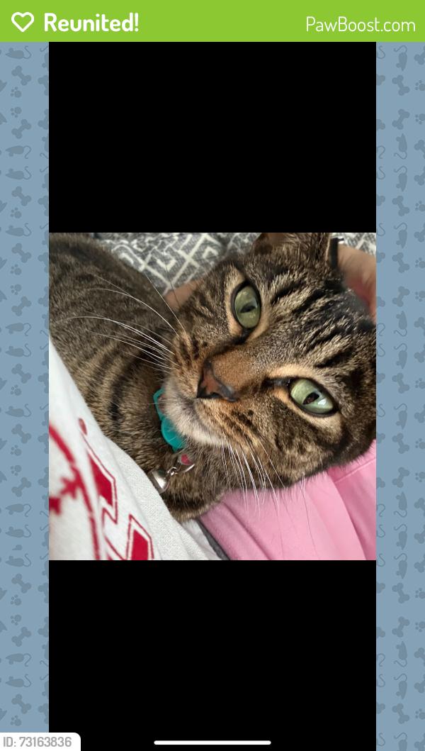 Reunited Female Cat last seen Binder st, Aurora, IL 60505