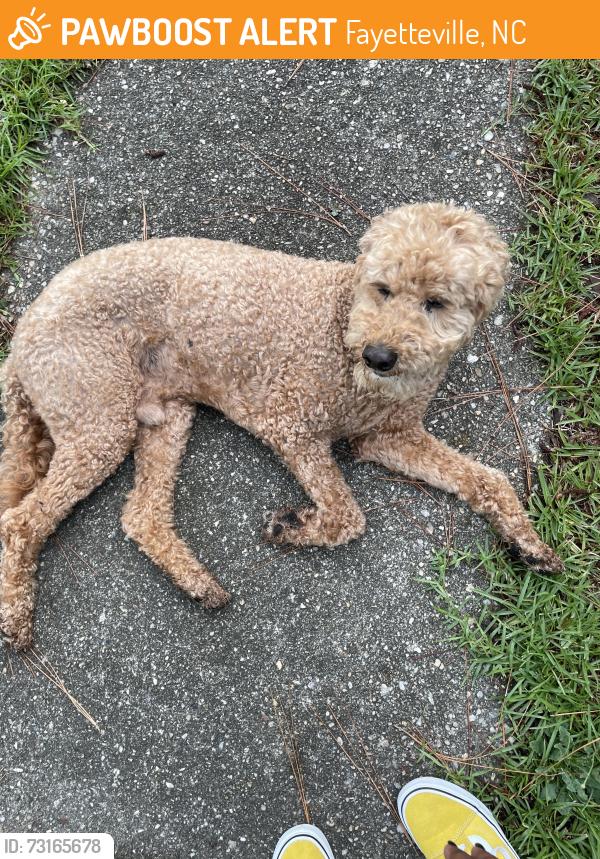 Found/Stray Male Dog last seen Hokeloop, Fayetteville, NC 28314