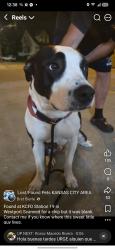 Reunited Male Dog last seen Plaza area, Kansas City, MO 64117