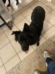 Lost Male Dog last seen Kipling dr, Oakland, TN 38060