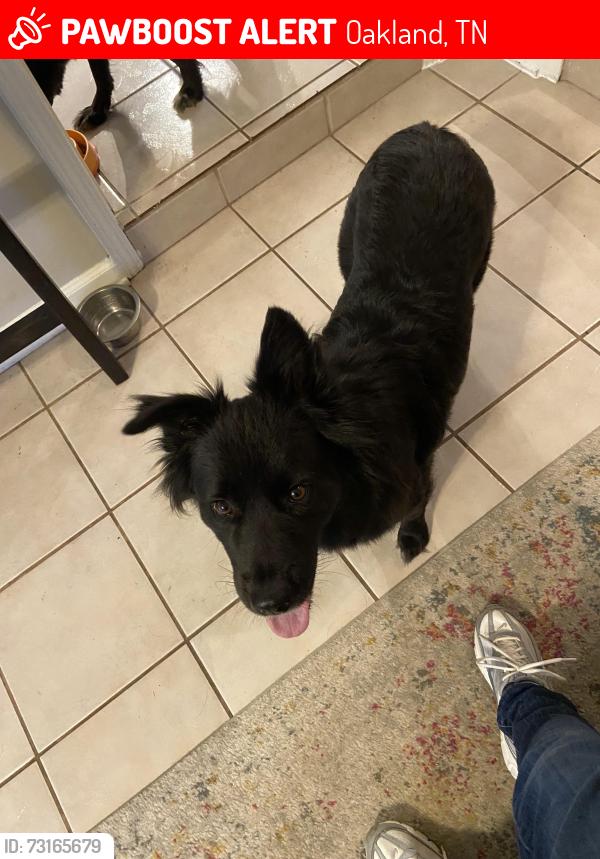 Lost Male Dog last seen Kipling dr, Oakland, TN 38060