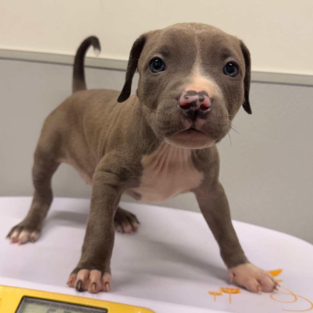Shelter Stray Female Dog last seen , 3607 N Armenia Ave, Tampa, FL 33607, USA