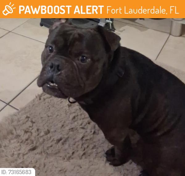 Found/Stray Male Dog last seen Nw 13th, Fort Lauderdale, FL 33315
