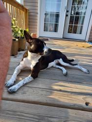 Lost Female Dog last seen Legacy Greens neighborhood near Mercy Clermont hosp, Batavia, OH 45103