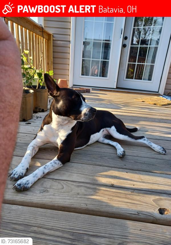 Lost Female Dog last seen Legacy Greens neighborhood near Mercy Clermont hosp, Batavia, OH 45103