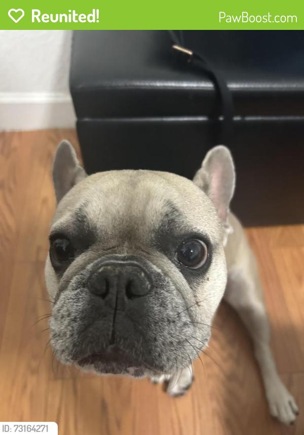 Reunited Male Dog last seen In the southwind cove neighborhood where his home is, Sunrise, FL 33351