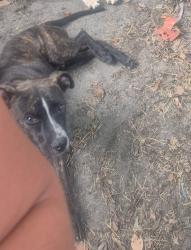 Lost Male Dog last seen West mary st and north patterson, Valdosta, GA 31601