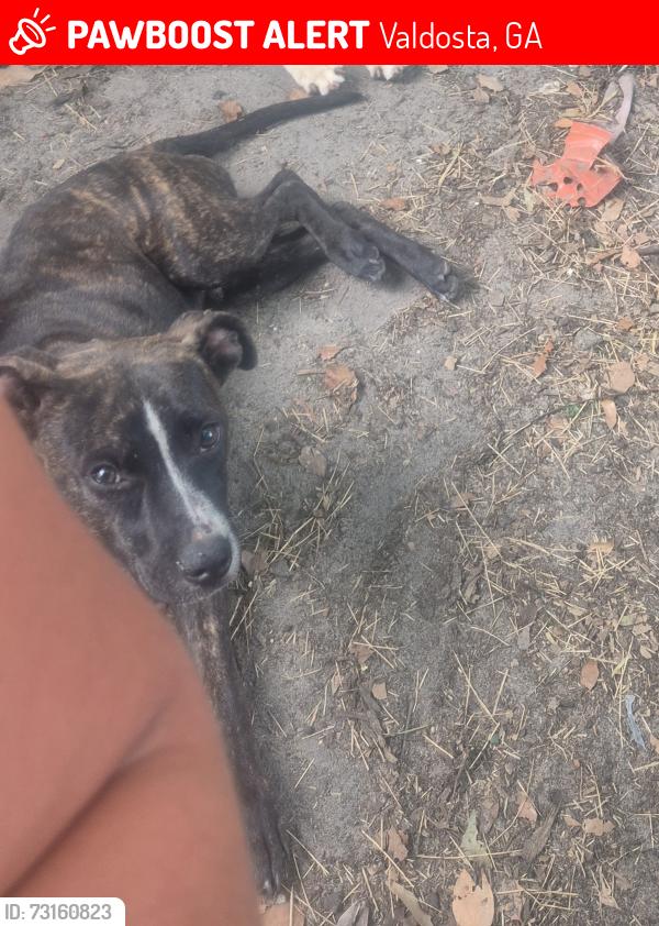 Lost Male Dog last seen West mary st and north patterson, Valdosta, GA 31601