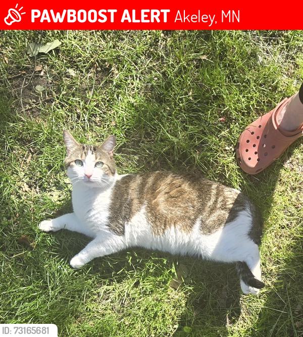 Lost Male Cat last seen Forest behind Paul Bunyan Statue, Akeley, MN 56433