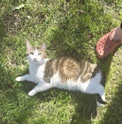 Lost Male Cat last seen Forest behind Paul Bunyan Statue, Akeley, MN 56433