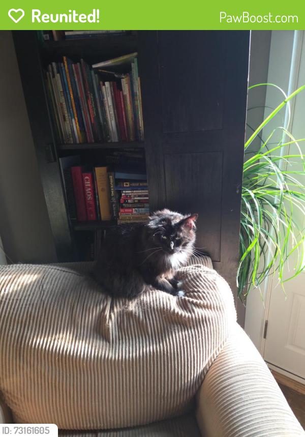 Reunited Female Cat last seen Doubleday, Columbia, CT 06237