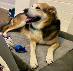 Reunited Female Dog last seen Willis and Wilmington 40207, Louisville, KY 40205