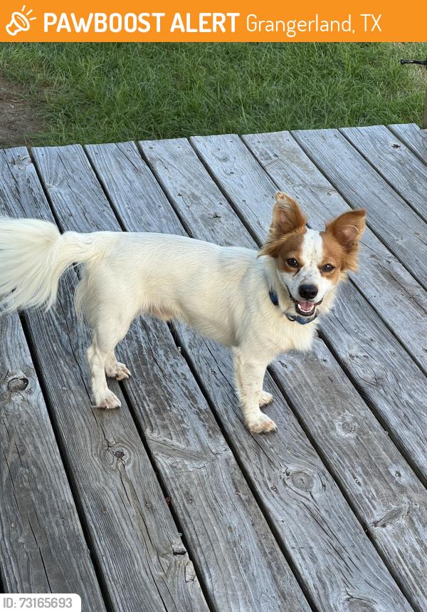 Found/Stray Male Dog last seen Near and 1485, Grangerland, TX 77302