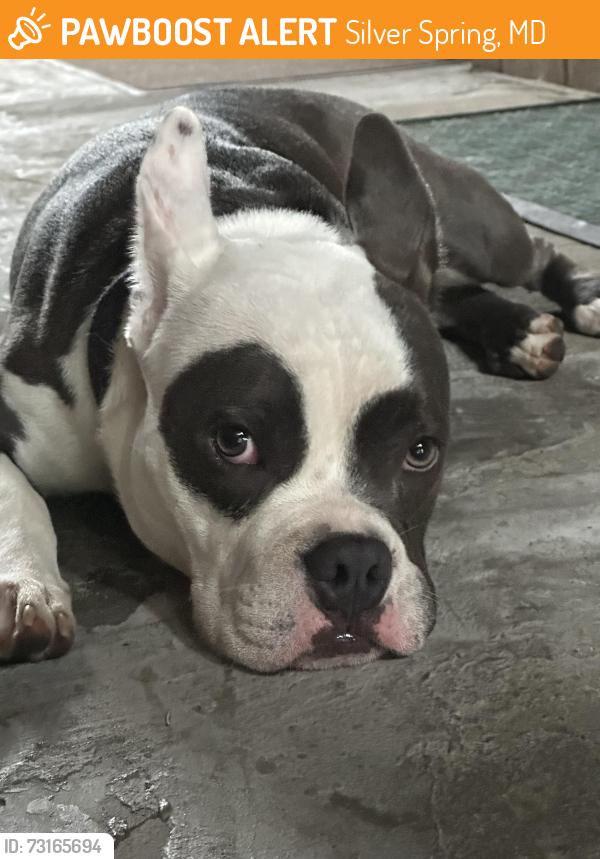 Found/Stray Male Dog last seen Blair Road and Geranium, Silver Spring, MD 20912