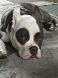 Found/Stray Male Dog last seen Blair Road and Geranium, Silver Spring, MD 20912