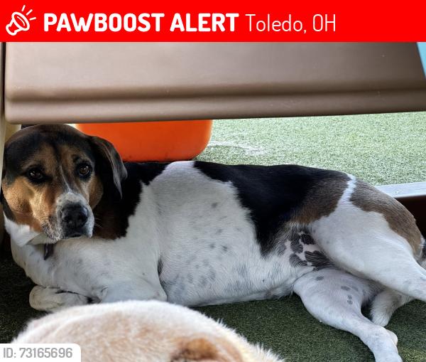 Lost Female Dog last seen Bancroft Road and North Holland Sylvania, Toledo, OH 43615