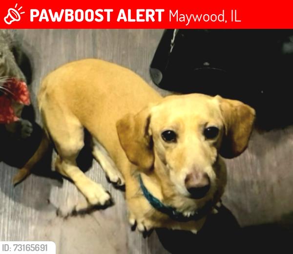 Lost Male Dog last seen 12th and st charles rd Maywood IL, Maywood, IL 60153