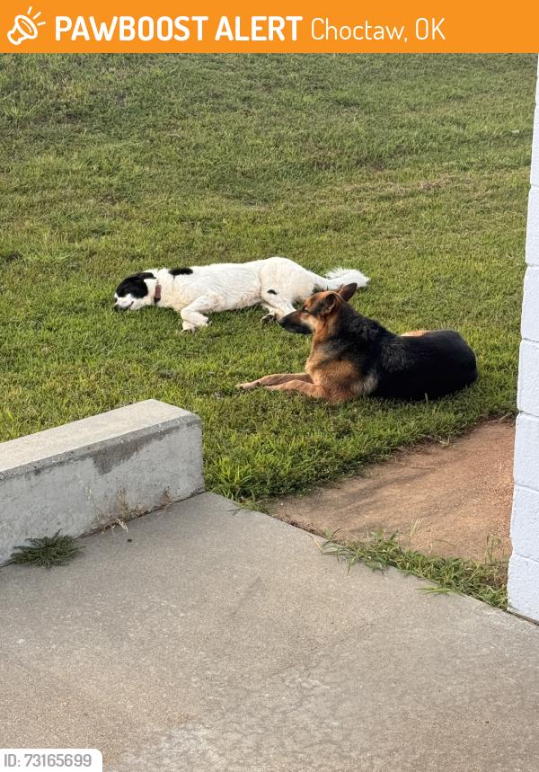 Found/Stray Male Dog last seen 23rd and indian meridian, Choctaw, OK 73020