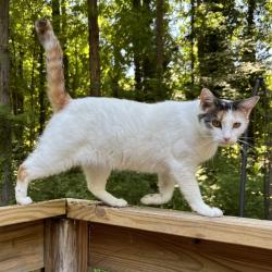 Lost Female Cat last seen Riverbend, Graham, NC 27253