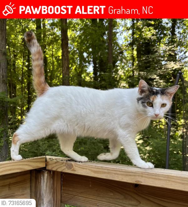 Lost Female Cat last seen Riverbend, Graham, NC 27253