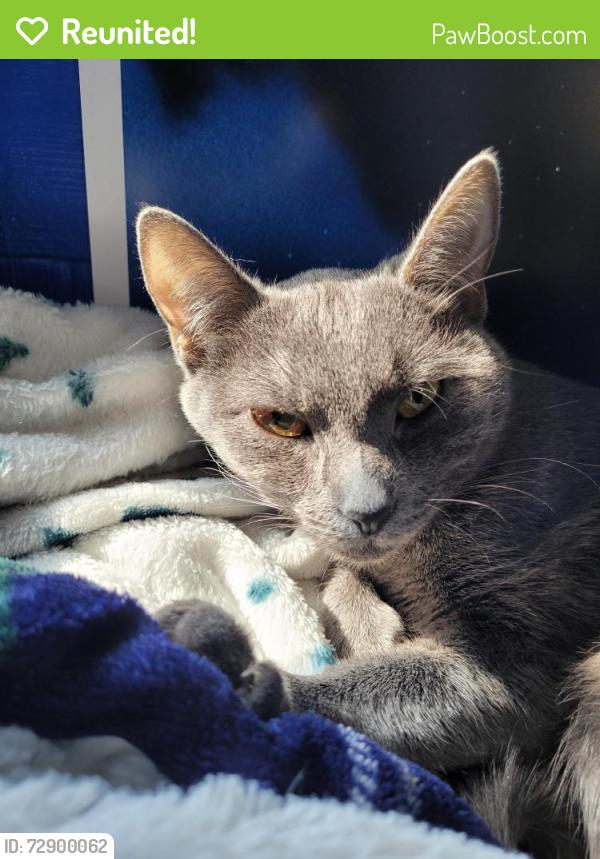 Reunited Female Cat last seen Spring Street - Newtown Section -Hanover Twp, Wilkes-Barre, PA 18706