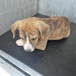 Shelter Stray Female Dog last seen Near BLOCK NORTHWESTERN DR, 4710 TX-151, San Antonio, TX 78227, USA
