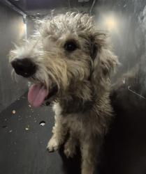 Shelter Stray Male Dog last seen VINCENT ST., 4710 TX-151, San Antonio, TX 78227, USA
