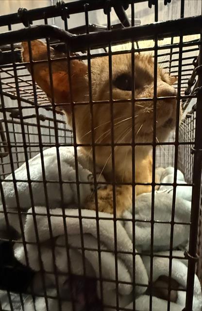Shelter Stray Male Cat last seen Near BLOCK MORNINGVIEW, 4710 TX-151, San Antonio, TX 78227, USA