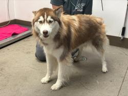 Shelter Stray Female Dog last seen , 4000 N Silverbell Rd, Tucson, AZ 85745, USA