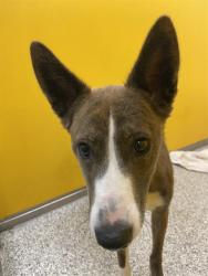 Shelter Stray Female Dog last seen , 4000 N Silverbell Rd, Tucson, AZ 85745, USA