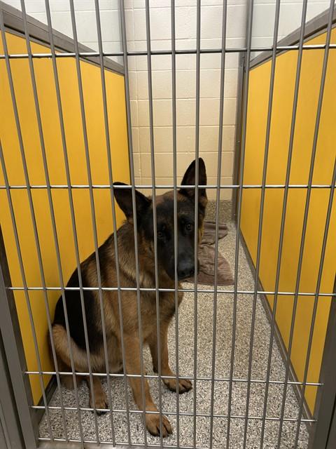 Shelter Stray Male Dog last seen , 4000 N Silverbell Rd, Tucson, AZ 85745, USA