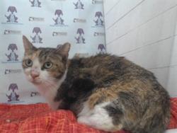 Shelter Stray Female Cat last seen , 2769 Conroy Rd, Orlando, FL 32839, USA