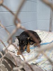 Lost Female Dog last seen US 41 and 7th ave n, Naples, FL 34102