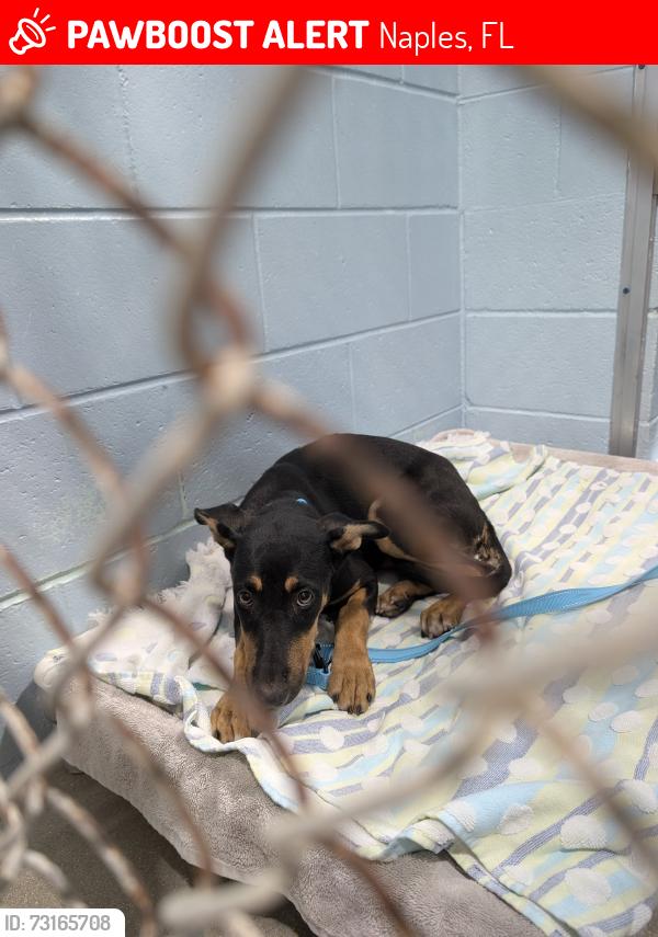 Lost Female Dog last seen US 41 and 7th ave n, Naples, FL 34102