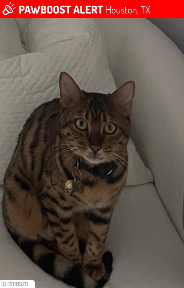 Lost Male Cat last seen Near bricker street, Houston, TX 77033