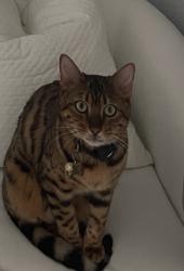 Lost Male Cat last seen Near bricker street, Houston, TX 77033