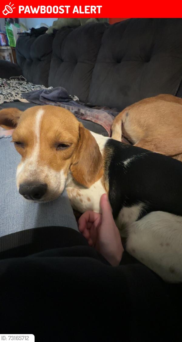 Lost Female Dog last seen turkey creek road, Buncombe County, NC 28748
