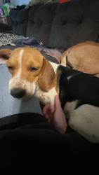 Lost Female Dog last seen turkey creek road, Buncombe County, NC 28748