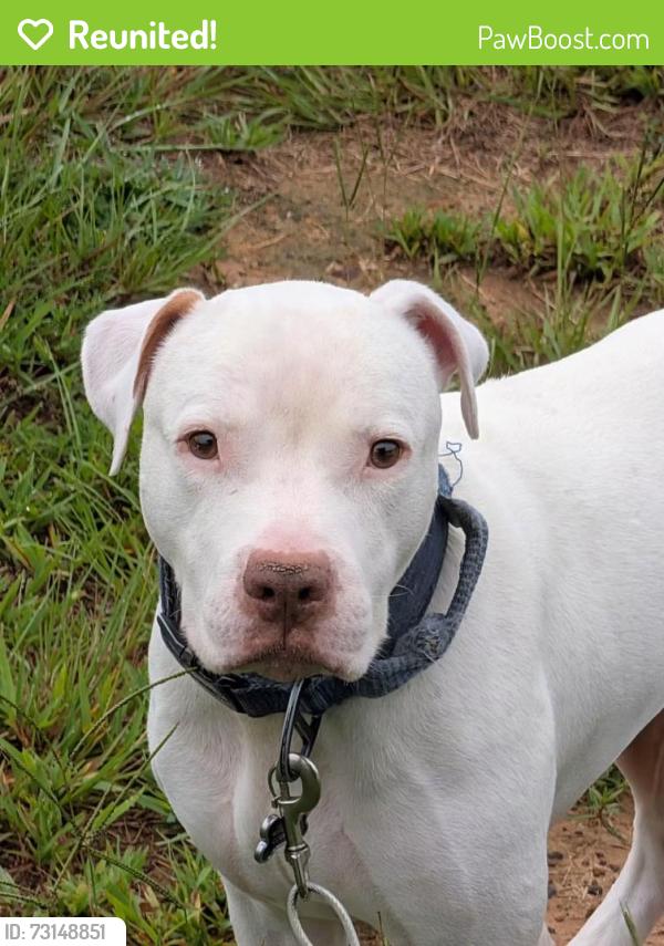 Reunited Male Dog last seen Nearest cross street is Begonia Road off FM 2796 in Gilmer texas, Gilmer, TX 75644