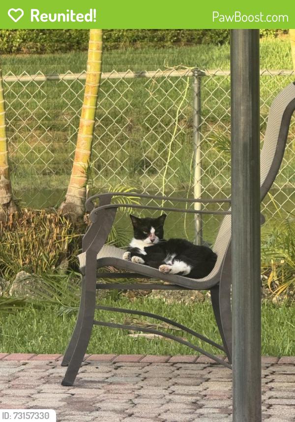 Reunited Female Cat last seen NW 49th Ave, Coconut Creek, FL 33063