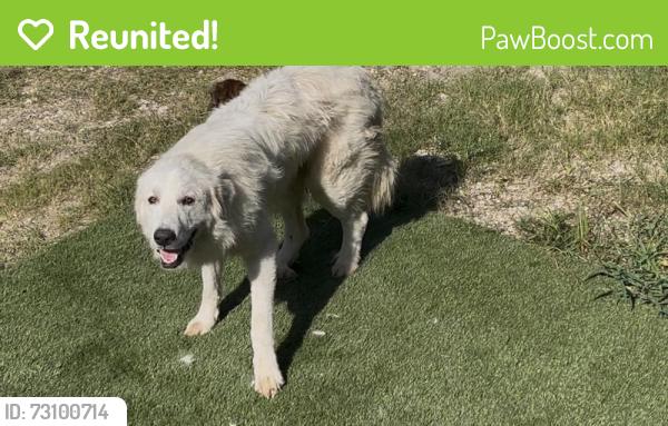 Reunited Male Dog last seen Mauriene rd inland, Huffman, TX 77336