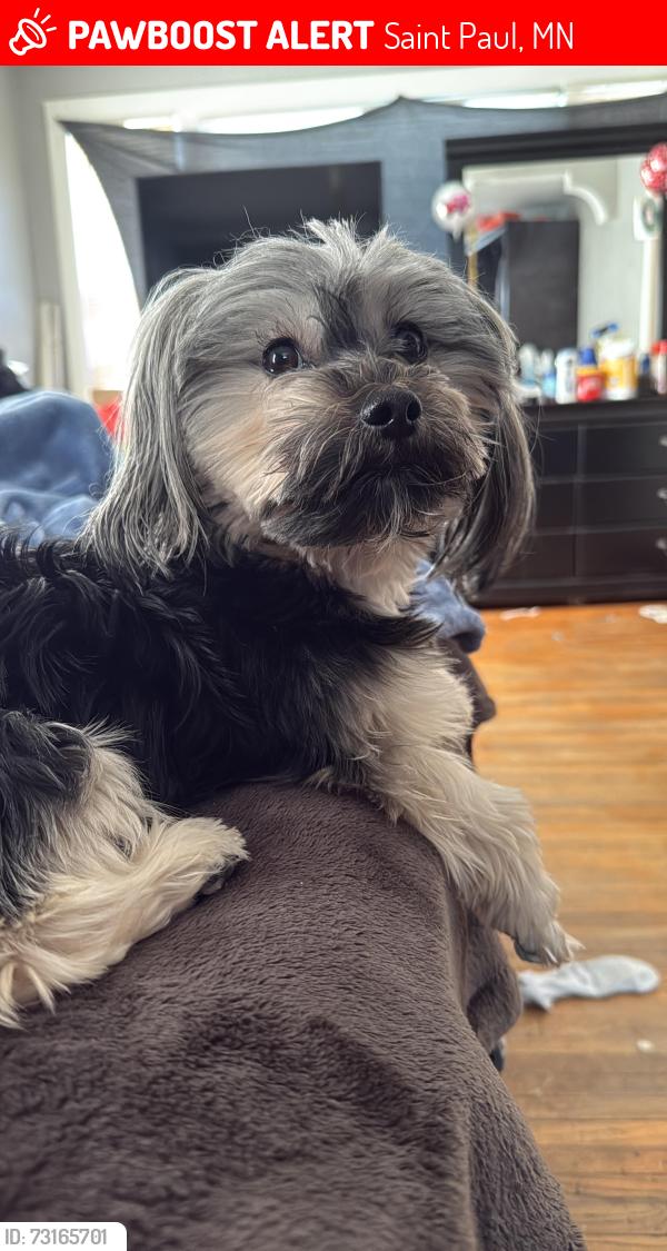 Lost Male Dog last seen Near 6th st St. Paul mn 55106, Saint Paul, MN 55106