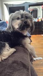 Lost Male Dog last seen Near 6th st St. Paul mn 55106, Saint Paul, MN 55106