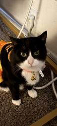 Lost Female Cat last seen Los Angeles ave, Moorpark, CA 93021