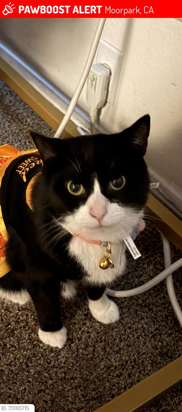 Lost Female Cat last seen Los Angeles ave, Moorpark, CA 93021
