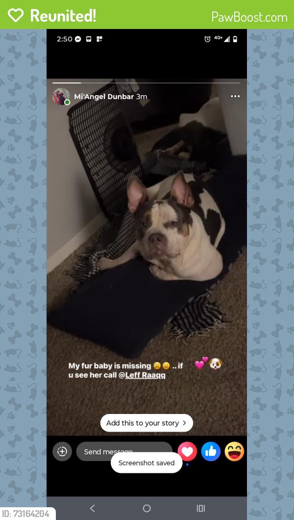 Reunited Female Dog last seen reaford rd, Fayetteville, NC 28314