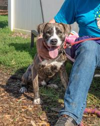 Shelter Stray Male Dog last seen Near Brockett Rd, Tucker, GA 30084, 30084, GA, 3280 Chamblee Dunwoody Rd, Chamblee, GA 30341, USA