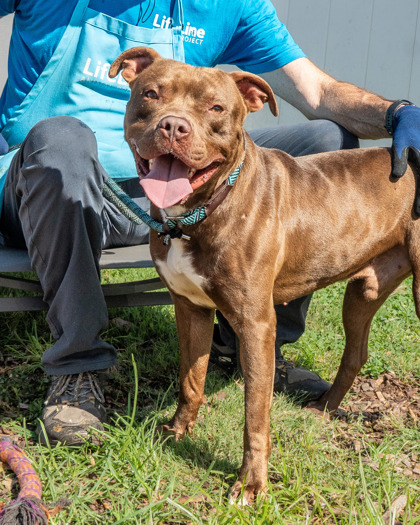 Shelter Stray Male Dog last seen Near Henderson Mill Rd, Atlanta, GA, 30341, GA, 3280 Chamblee Dunwoody Rd, Chamblee, GA 30341, USA